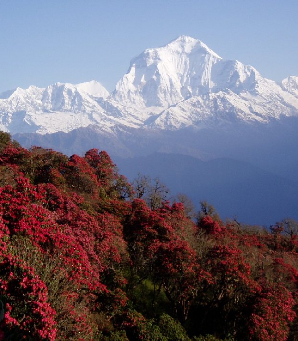 Ghorepani - Poonhill Trek